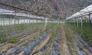 korkuteli-kayabasi-hortum-ve-dolu-vurdu-Rb1wKOeO.jpg
