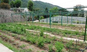 tugay-yerel-tohumlari-koruyor-ve-toprakla-bulusturuyoruz-hFwgs4zt.jpg