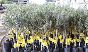 antalya-buyuksehir-belediyesi-10-biner-adet-ceviz-ve-zeytin-fidani-hibe-etti-Q36hQ18t.jpg