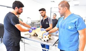 izmirde-bir-yilda-25-bin-kedi-ve-kopek-kisirlastirildi-9XZZEkHR.jpg
