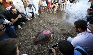 lara-barut-collectionin-destekleri-ile-denizle-bulusan-caretta-caretta-bir-yilda-3000-km-yol-2f67BSjS.jpg