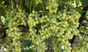 superior-seedless-cesidi-sofralik-uzumun-ihracat-yolculugu-basladi-wT9IzLQY.jpg