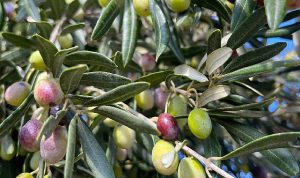 aliaga-zeytin-hasat-senliginde-bulusuyor-cRRj2nmZ.jpg