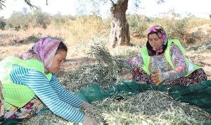 baskan-arslan-en-kaliteli-zeytinyagini-elde-ediyoruz-CBNn6OA7.jpg