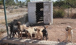 egeli-ihracatcilardan-barinak-hayvanlarina-mama-yardimi-PqIl2bEX.jpg