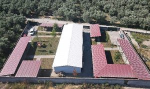 iznik-belediyesinden-sokak-hayvanlarina-tam-tesekkullu-merkez-zLaBVBzv.jpg