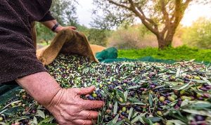 turkiyenin-sofralik-zeytin-ihracati-184-milyon-510-bin-dolar-oldu-NAmWaXX8.jpg