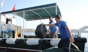 buyuksehir-gokova-korfezinden-gunluk-3-bin-420-kg-cop-topladi-7DpCnhnj.jpg