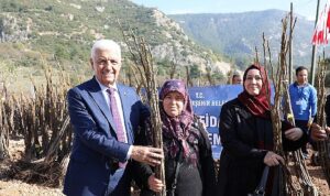 mugla-buyuksehirden-ureticilere-151-bin-780-fidan-destegi-7ALsbJmu.jpg
