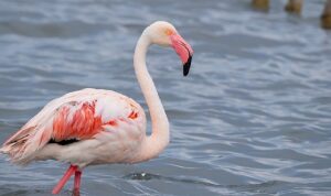 izmit-korfezinde-351-flamingo-kanat-cirpiyor-w8kb94JO.jpg