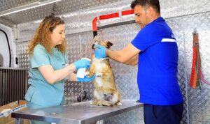 mugla-buyuksehir-belediyesinin-sahipsiz-hayvanlara-ic-dis-parazit-ve-kuduz-asilari-yapilmasi-icin-hizmete-7Omx3OqY.jpg