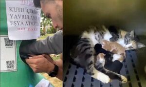 yavru-kedileri-buca-belediyesi-ekipleri-kurtardi-OjFh4fts.jpg