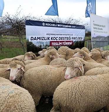 buyuksehirden-hayvanciliga-damizlik-koc-destegi.jpg